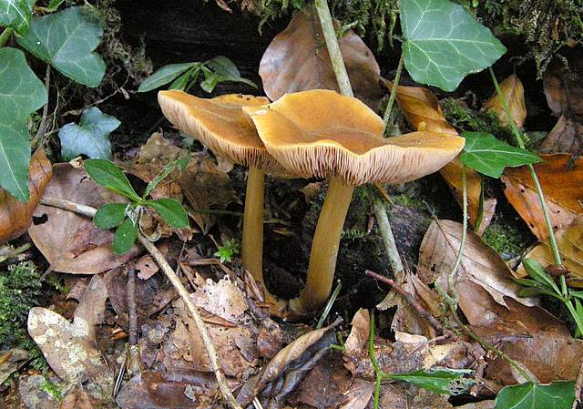 La grande siccita''....ma qui i funghi spuntano lo stesso !